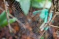 Spiderweb covered with dew