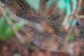 Spiderweb covered with dew