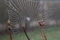 Spiderweb covered with dew