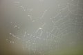 Spiderweb covered with dew