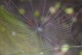 Spiderweb covered with dew