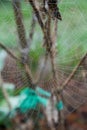 Spiderweb covered with dew