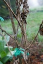 Spiderweb covered with dew