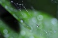 Spiderweb covered by after rain water droplets