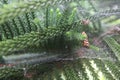 Spiderweb covered with raindrops, between pine leaves