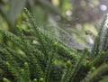 Spiderweb covered with raindrops, between pine leaves