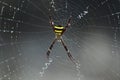 Spiderweb covered in raindrops