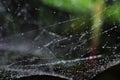 Spiderweb covered by water droplets