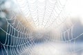 Spiderweb covered in dew drops, glistening in soft light Royalty Free Stock Photo