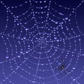 Spiderweb with dew