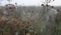 Spiderweb and dew at dawn, autumn