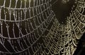 Spiderweb with dew droplets