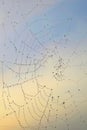 Spiderweb and dew drops on blue sky background Royalty Free Stock Photo