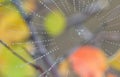 Spiderweb and dew drops in forest