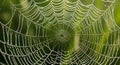 Spiderweb Dew Drops - Intricate Web with Water Droplets Royalty Free Stock Photo