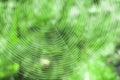 Spiderweb with dew drops macro selective focus Royalty Free Stock Photo