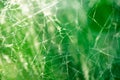 Spiderweb with dew drops macro selective focus Royalty Free Stock Photo