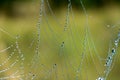 Spiderweb with dew drops macro selective focus Royalty Free Stock Photo