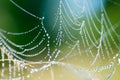 Spiderweb with dew drops macro selective focus Royalty Free Stock Photo