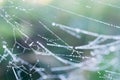 Spiderweb with dew drops macro selective focus Royalty Free Stock Photo