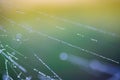 Spiderweb with dew drops macro selective focus Royalty Free Stock Photo