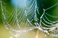 Spiderweb with dew drops macro selective focus Royalty Free Stock Photo