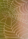 Spiderweb with dew drops in warm light