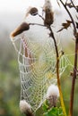 Spiderweb with dew in the morning