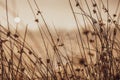 Spiderweb on a dewy meadow in early autumn morning Royalty Free Stock Photo