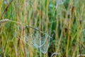 Spiderweb with drops of morning dew3 Royalty Free Stock Photo