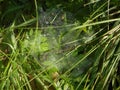 Spiderweb in the forest in the green grass with waterdrops Royalty Free Stock Photo