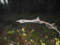 Spiderweb in the forest with waterdrops Royalty Free Stock Photo