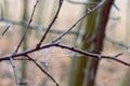 Spiderweb with glistening droplets on twig