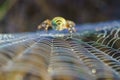 Spiderweb with morning dew with out of focus female Wasp Spider Argiope bruennichi in the background