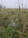 Spiderweb with morning dew