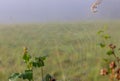 Spiderweb with morning dew. Web with water drops in the meadow. Summer nature in the morning. Spider thread on the grass.