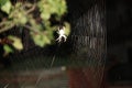 Spiderweb at night and spider building it
