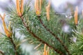 Spiderweb on pine