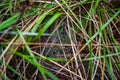Spiderweb between plants with water drops Royalty Free Stock Photo