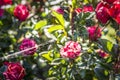 Spiderweb and rose flowers in a ornamental garden