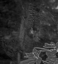 Spiderweb and spider reflected in late afternoon sun (flash assist)