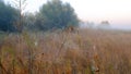 Spider web with dew drops closeup at summer morning sunrise, river Vorskla, Ukraine Royalty Free Stock Photo