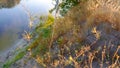 Spider web with dew drops closeup at summer morning sunrise, river Vorskla, Ukraine Royalty Free Stock Photo