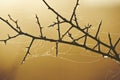 Spiderweb on thorn bush Royalty Free Stock Photo