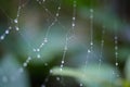 Spiderweb threads sparkling with morning dew drops Royalty Free Stock Photo