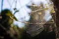 spiderweb on a tree branch