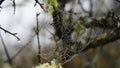 Spiderweb between tree branches Royalty Free Stock Photo