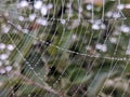 Spiderweb water drop