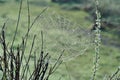 Spiderweb with Water Drops