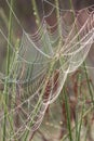 Spiderwebs draped over reeds in the early morning light